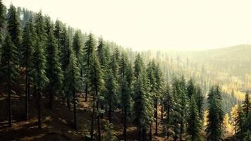 Sunlight filters through tall evergreen trees in a serene forest landscape video