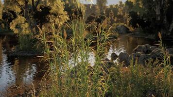 Serene pond surrounded by tall grass during golden hour in a tranquil setting video