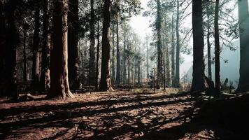 Majestic sequoia trees standing tall in a serene forest at dawn video