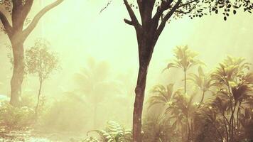 Sunlight filters through misty trees in a lush tropical forest during morning video