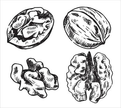 walnut illustration. linear drawing in sketch style vector