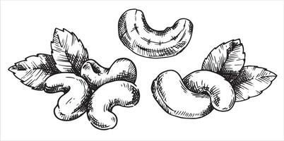 cashew nut illustration. linear drawing in sketch style vector