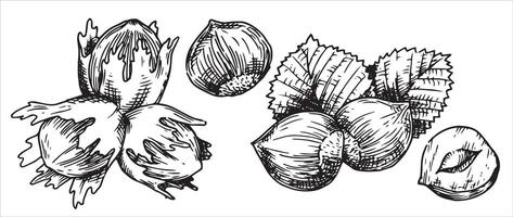 hazelnut illustration. linear drawing in sketch style vector