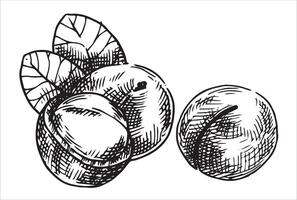 macadamia nut illustration. linear drawing in sketch style vector