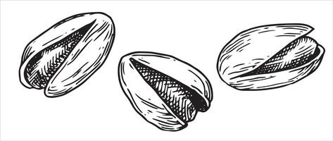 pistachio nut illustration. linear drawing in sketch style vector