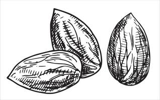 almond nut illustration. linear drawing in sketch style vector