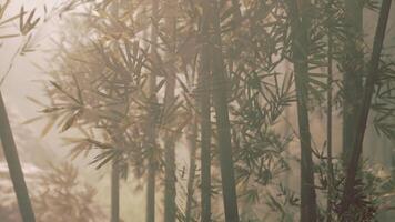 Misty bamboo grove surrounded by mountains in china at dawn video