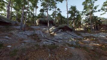 Rocky terrain surrounded by trees in a serene forest during daylight hours video