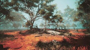 Serene bushland landscape with scattered trees and reddish soil during daytime video