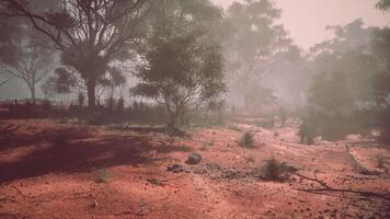 Dusty landscape with trees and haze in an Australian outback setting video