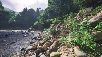 Lush greenery and rocky shoreline along the peaceful river in Laos video