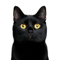Black cat with bright yellow eyes staring forward, isolated on a transparent background png