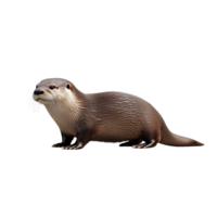Otter laying on a transparent background, displaying its brown fur and streamlined body png