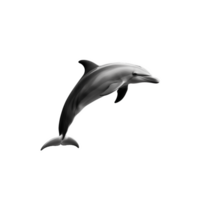 Dolphin leaping out of the water with smooth gray skin, transparent background png