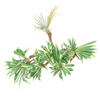 3d illustration of Dragon tree isolated on transparent Canvas from top view png