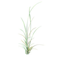 3d Rendering Of green grass on Transparent Canvas png