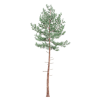 3d illustration of Pinus tree isolated on transparent canvas png