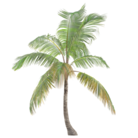 collection of Cocos nucifera palm isolated on transparent Canvas png