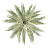 Green Jubaea chilensis palm isolated on transparent Canvas from top view png
