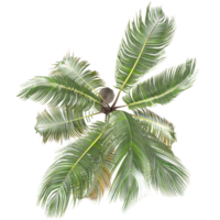 collection of Cocos nucifera palm isolated on transparent Canvas from the top view png