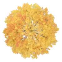 3d Rendering Of autumn tree on Transparent Canvas from the top view png