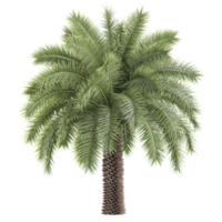3d rendering of Phoenix sylvestris palm isolated on transparent Canvas png