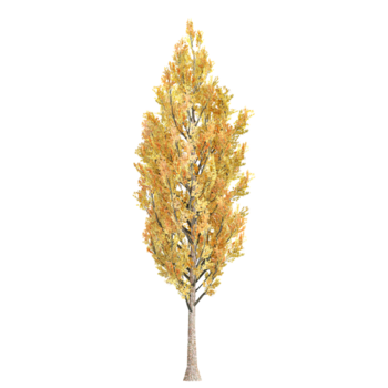 Sammlung von Espe Baum isoliert auf transparent Segeltuch png