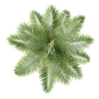 Collection of Royal palm isolated on transparent Canvas from the top view png