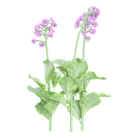 3d rendering of vervain flower plants isolated on transparent Canvas png