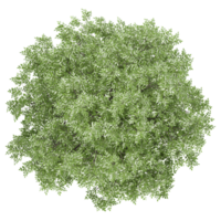 3d illustration of Oak Tree isolated on transparent canvas from top view png
