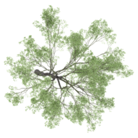 3d illustration of birch tree isolated on transparent canvas from top view png