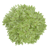 3d illustration of european ash tree isolated on transparent canvas from top view png