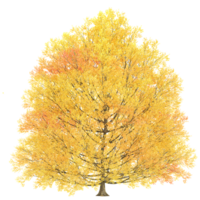 3d Rendering Of autumn tree on Transparent Canvas png