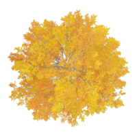 collection of autumn tree with realistic style from top view png