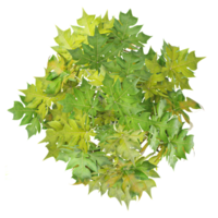 collection of Papaya tree with realistic style from top view png
