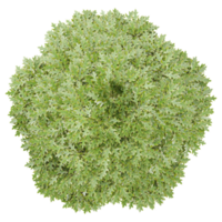 Green beautiful chestnut tree on isolated Canvas from top view png
