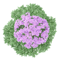 Collection of vervain flower plants isolated on transparent Canvas from the top view png