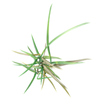 3d Rendering Of green grass on Transparent Canvas from the top view png