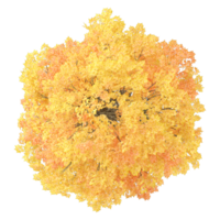Collection of autumn tree isolated on transparent Canvas from the top view png