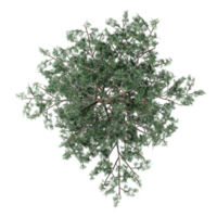 3d illustration of Pinus tree isolated on transparent canvas from top view png