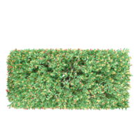 3d Rendering of Pinnacle plant on Transparent Canvas from the top view png