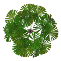 collection of Licuala ramsayi palm isolated on transparent Canvas from the top view png