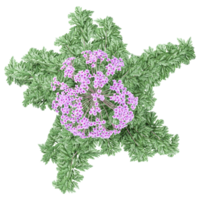 3d rendering of vervain flower plants isolated on transparent Canvas from the top view png