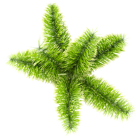 collection of Wodyetia bifurcata palm tree with realistic style from top view png