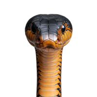 Close up of a cobra with head raised, showing hood, on a transparent background png