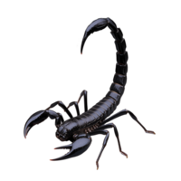 Black scorpion with its tail curled up and pincers extended on a transparent background png