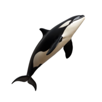 Killer whale swimming forward with its black and white body, on a transparent background png