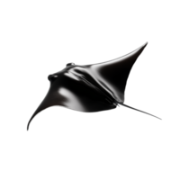 Large manta ray swimming gracefully with its wings spread wide, on a transparent background png
