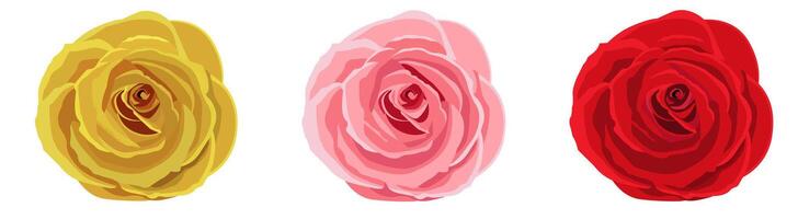 Set of rose flowers isolated on a white background. vector