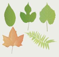 Set of abstract trees. Natural illustration vector